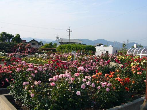 大野町バラ公園のレポート写真2（レッツなミドル）