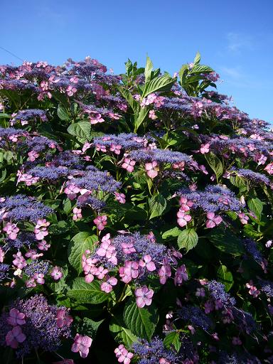 健幸あじさい街道　へのレッツなミドルさんのレビュー写真