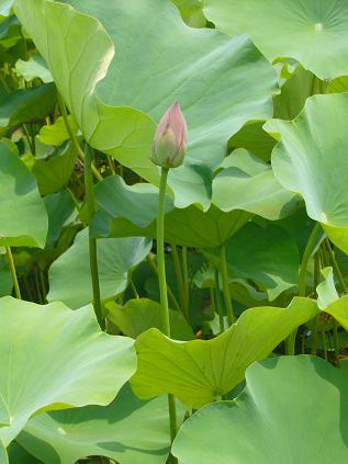 大賀ハス園へのゆかそさんのレビュー写真