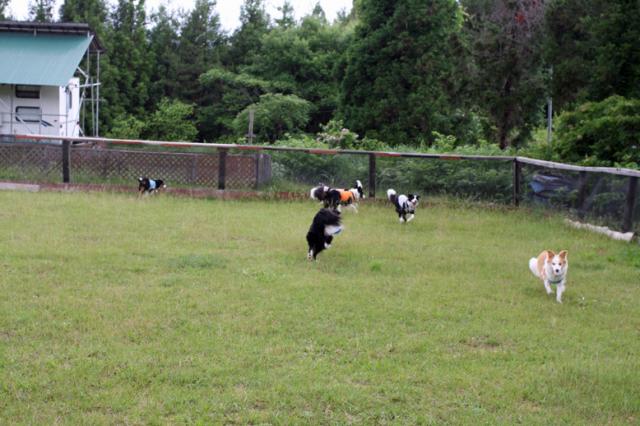 N.E.W奥長良キャンプ場&WANKOへのそーさんのレビュー写真