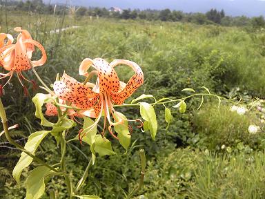 ひるがの湿原植物園へのゆかそさんのレビュー写真