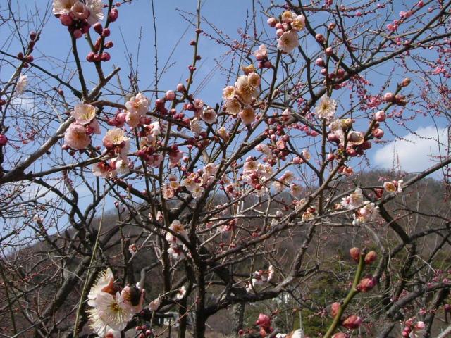 梅林公園のレポート写真2（チャラヒ）
