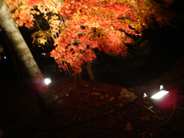 曽木公園のレポート写真2（ゆふ）