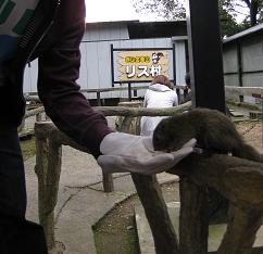 金華山リス村へのマトリョーシカさんのレビュー写真