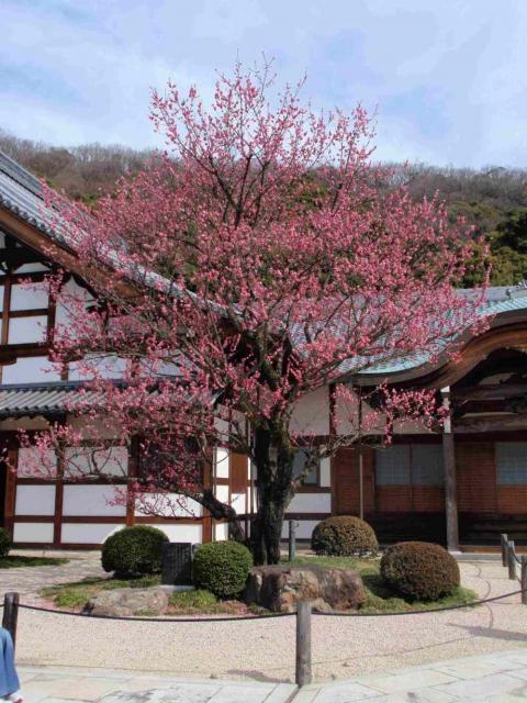 瑞龍寺へのチャラヒさんのレビュー写真