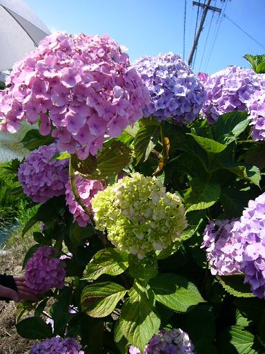 健幸あじさい街道　へのレッツなミドルさんのレビュー写真