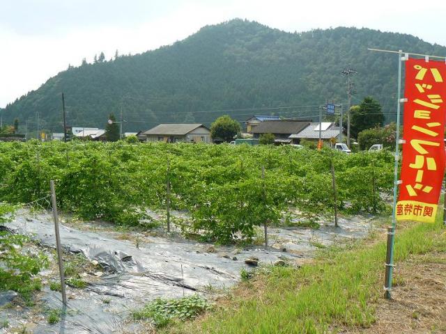 関むぎパッションフルーツ組合へのトコてん3さんのレビュー写真