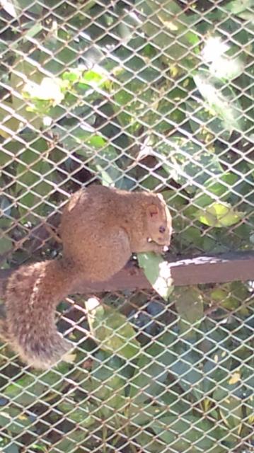 金華山リス村への愛のかたまりさんのレビュー写真