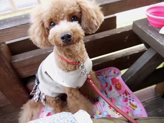 SNATCHへのあやすけさんのレビュー写真