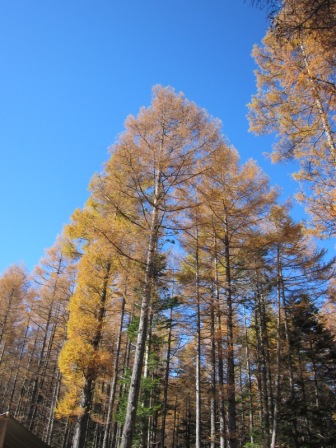 五色ヶ原へのにしこさんのレビュー写真