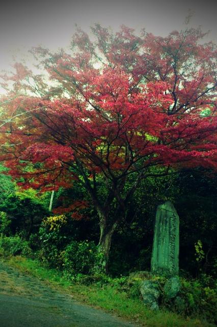 養老の滝へのいくちさんのレビュー写真