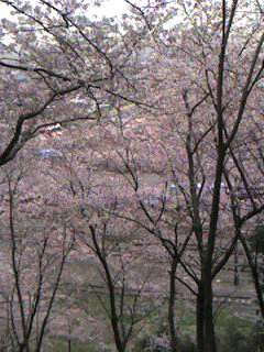 梅林公園のレポート写真3（sayo）