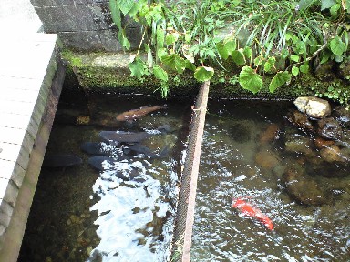 リストランテ雀の庵へのsayoさんのレビュー写真