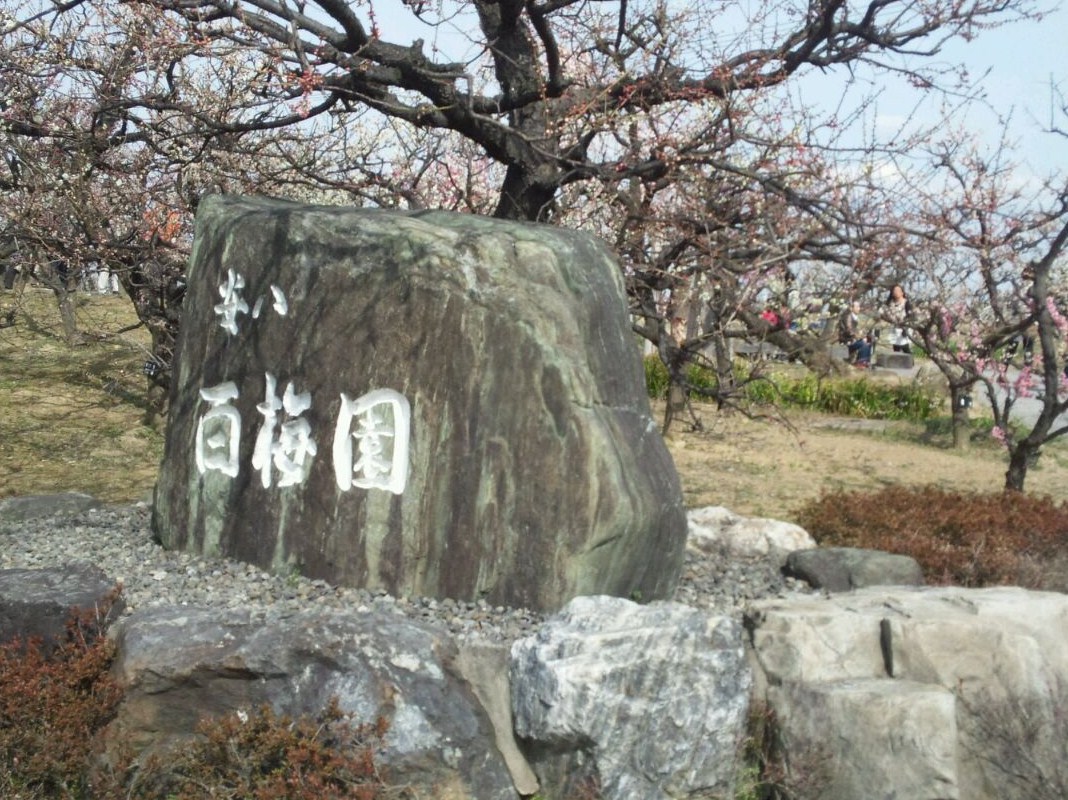 安八百梅園のレポート写真1（レッツなシニア）