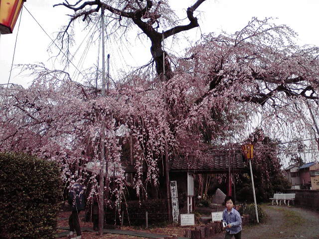 雲上の桜のレポート写真1（hal）