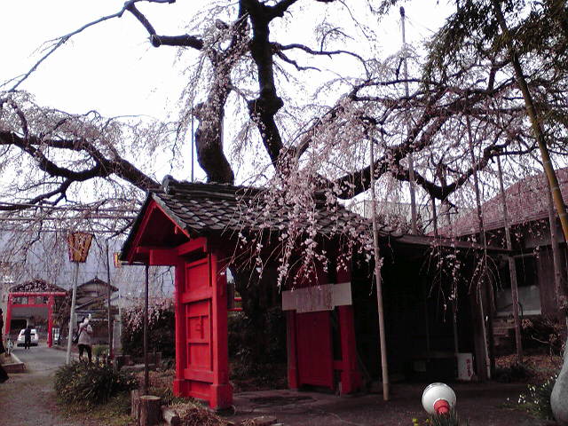 雲上の桜のレポート写真2（hal）