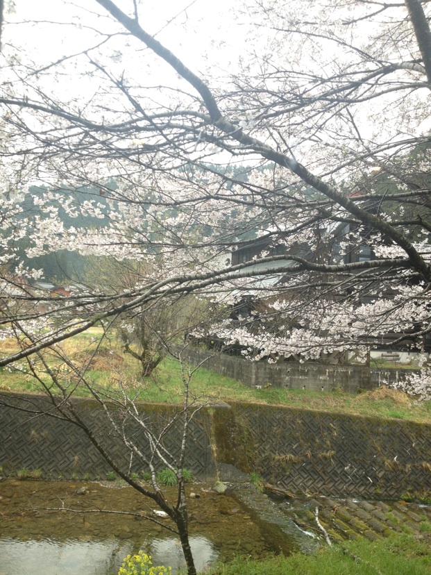 みんなの小路 花ノ木のレポート写真2（める）