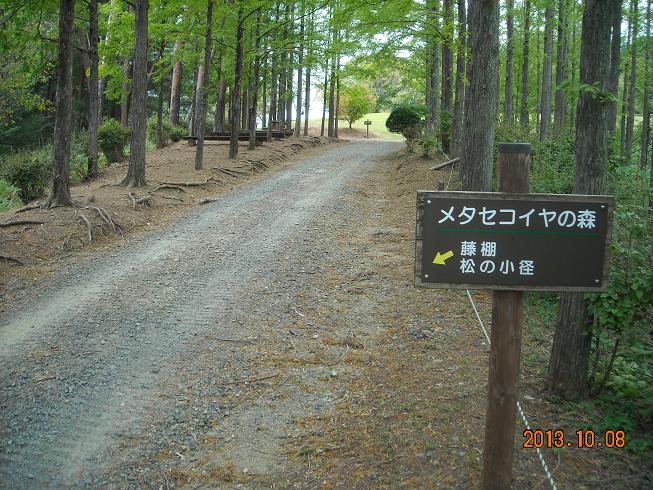 めい想の森のレポート写真2（レッツなシニア）