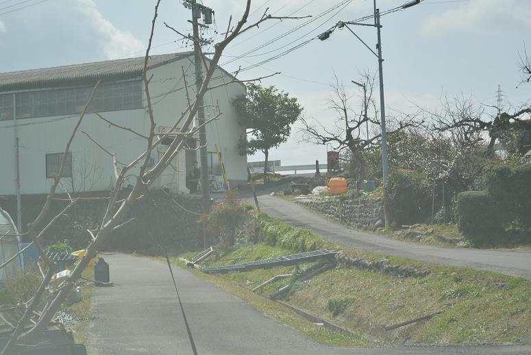 いび大野農園のレポート写真3（レッツなシニア）