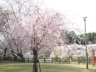 山楠公園のレポート写真1（める）
