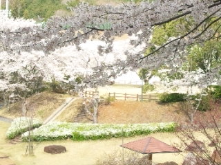 山楠公園のレポート写真2（める）