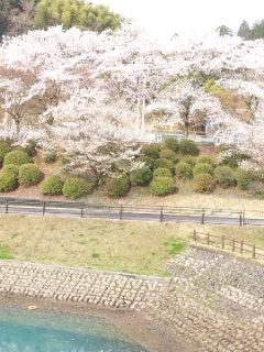 山楠公園のレポート写真3（める）