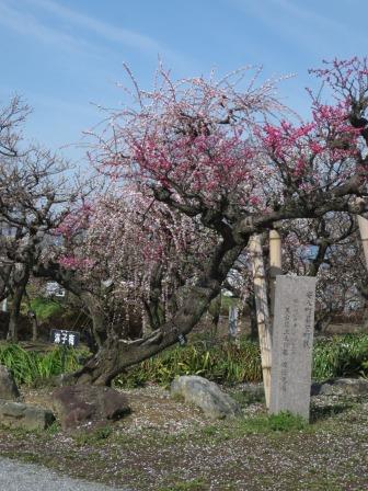 安八百梅園のレポート写真2（ジェミニ）