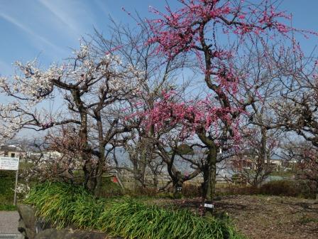 安八百梅園のレポート写真3（ジェミニ）