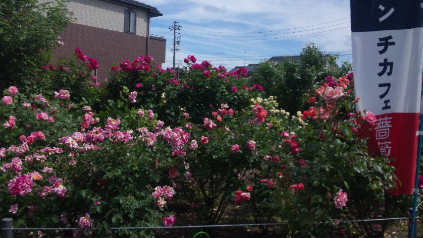 薔薇舘 イングリッシュ・ローゼのレポート写真5（レッツなシニア）