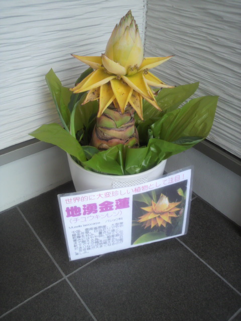 珈琲茶房 花梨のレポート写真3（ポニョ）