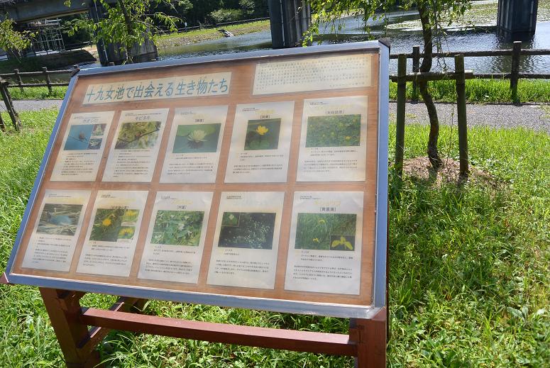 十九女池公園のレポート写真2（レッツなシニア）
