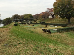 境川緑道公園のレポート写真3（マロン）