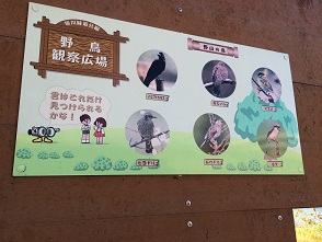 境川緑道公園のレポート写真4（マロン）