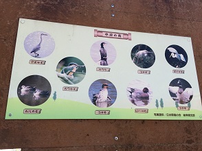 境川緑道公園のレポート写真5（マロン）