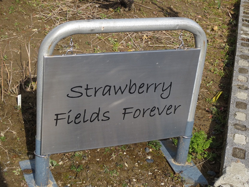 Strawberry Fields Foreverのレポート写真1（ジェミニ）