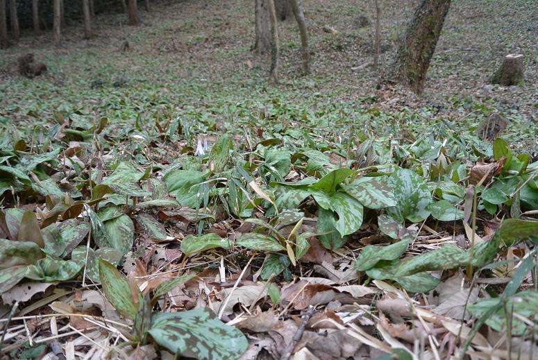 可児川下流域自然公園 可児 カタクリ群生地のレポート写真4（レッツなシニア）
