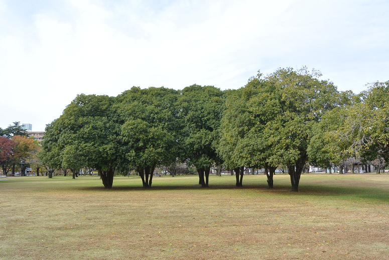各務原市民公園のレポート写真1（レッツなシニア）