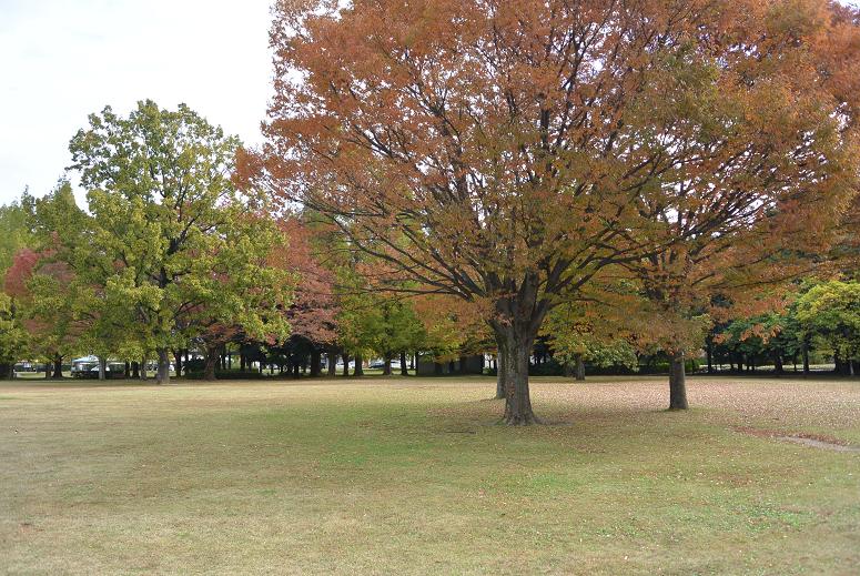 各務原市民公園のレポート写真2（レッツなシニア）