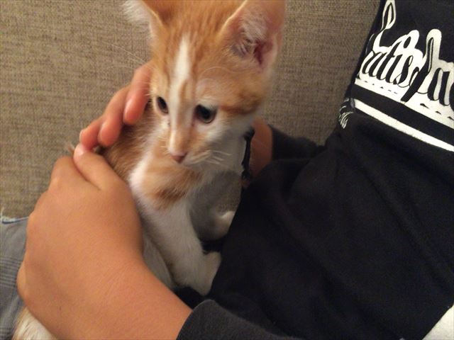 こねこカフェ sanctuaryのレポート写真2（レッツなシニア）