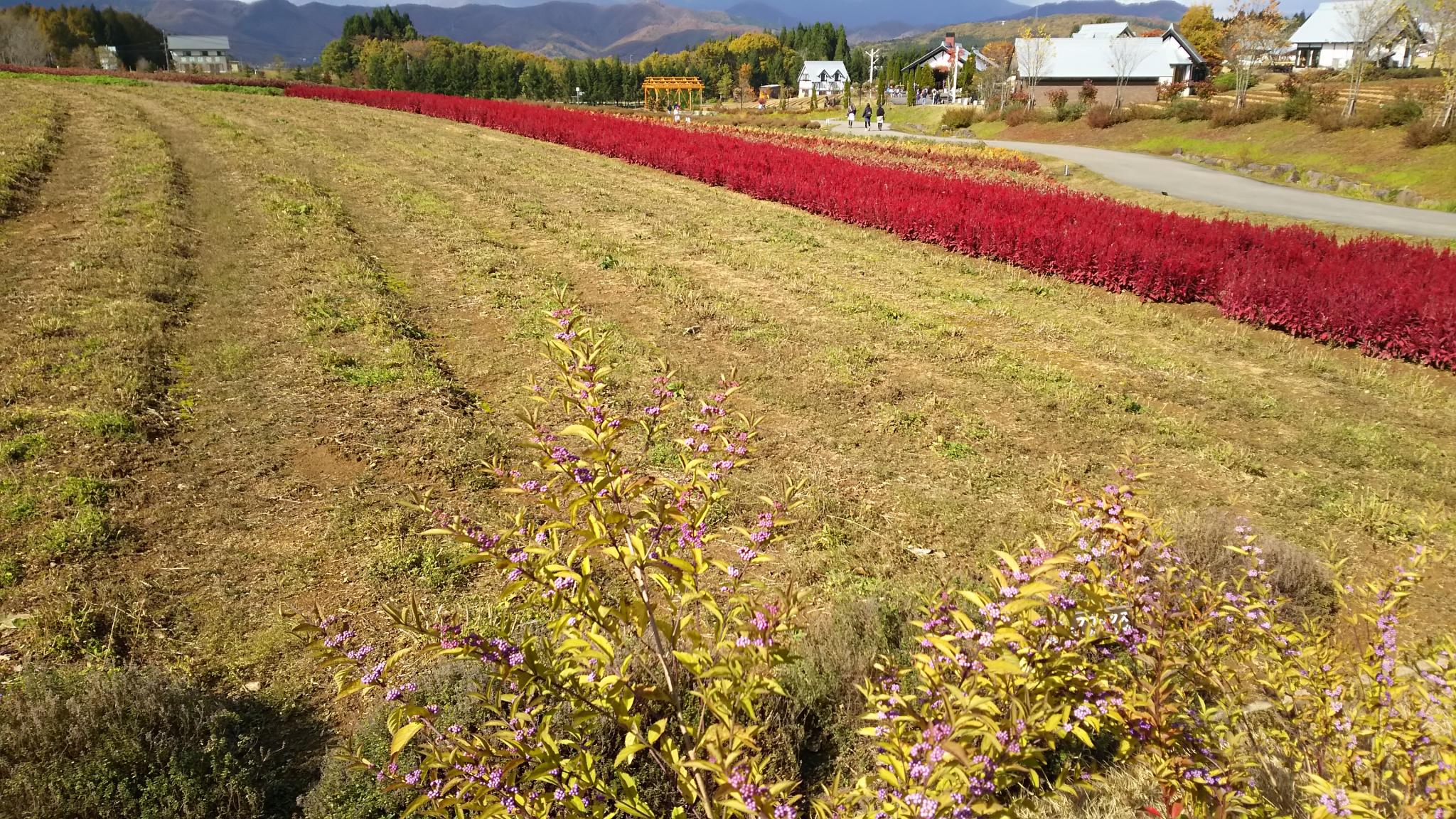 ひるがの高原　牧歌の里のレポート写真2（める）