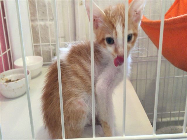 こねこカフェ sanctuaryのレポート写真3（レッツなシニア）