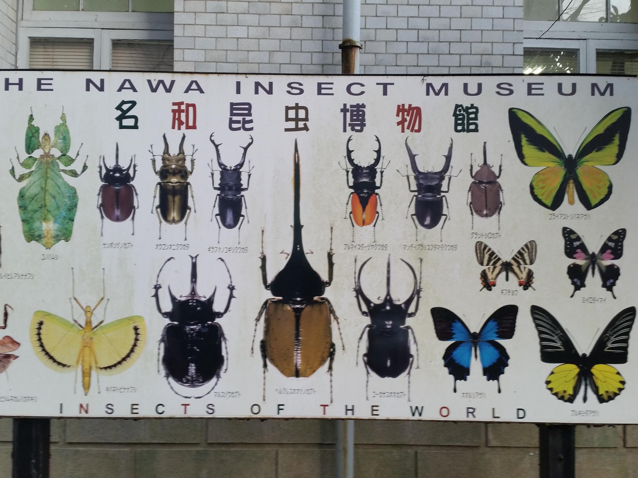 名和昆虫博物館のレポート写真1（にしこ）