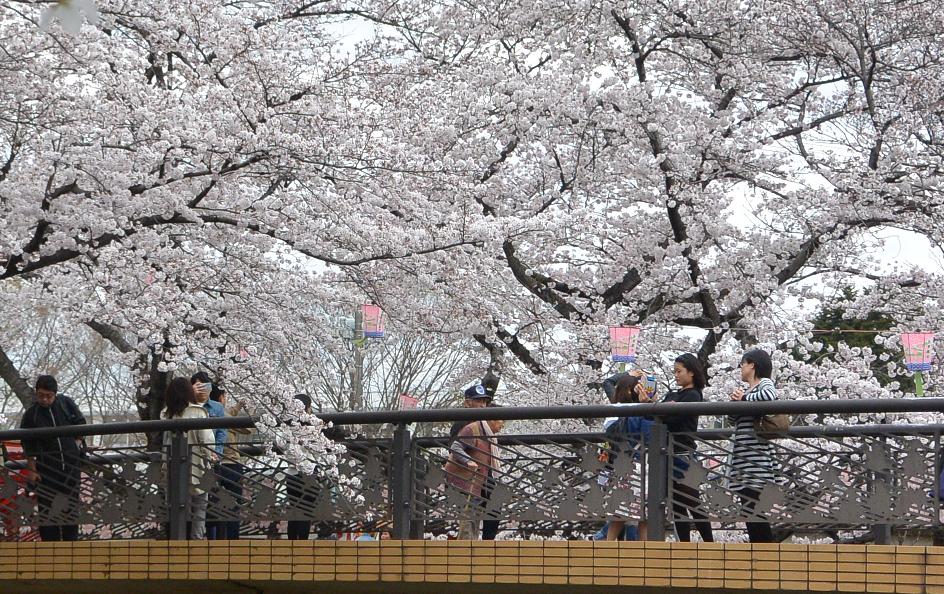 新境川のレポート写真1（レッツなシニア）
