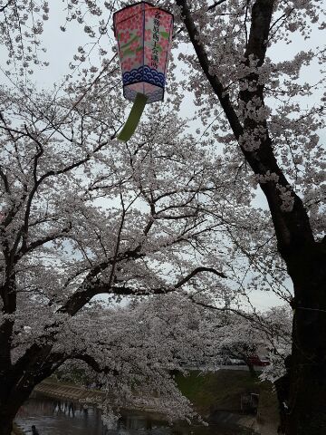 新境川のレポート写真1（mogu）