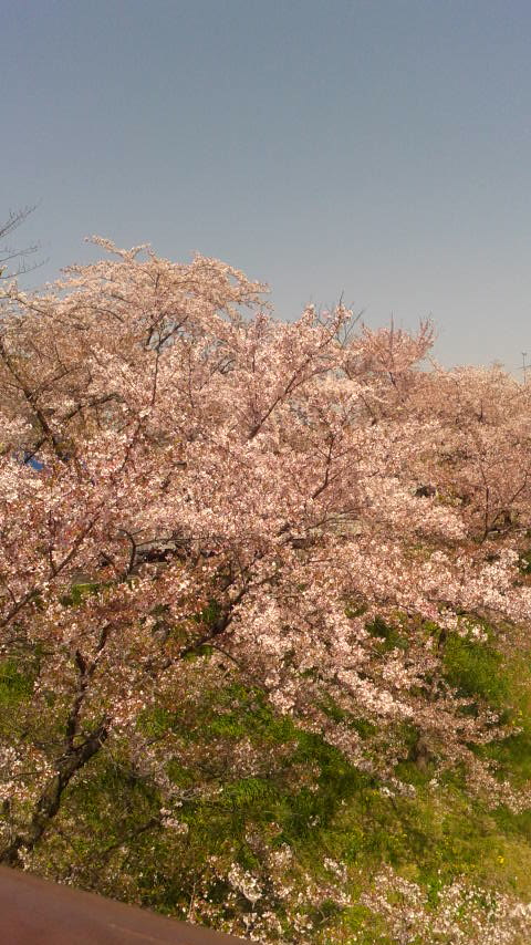 新境川のレポート写真2（ポニョ）