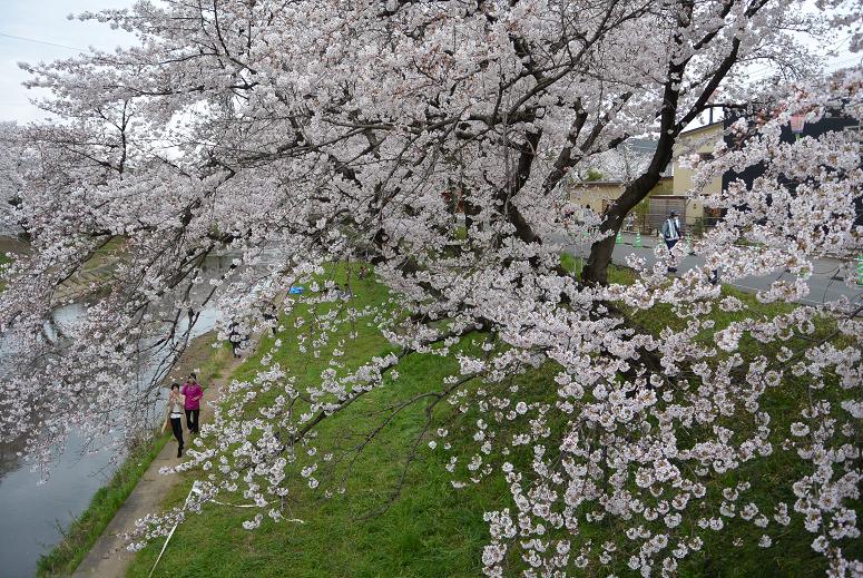 新境川のレポート写真3（レッツなシニア）