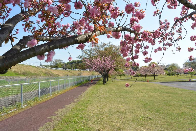 岐阜県各務原浄化センターのレポート写真3（レッツなシニア）