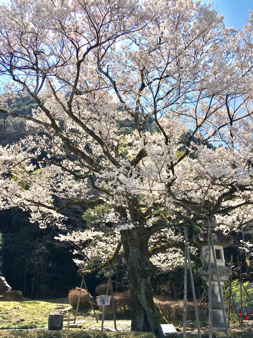 岐阜護國神社のレポート写真3（マロン）