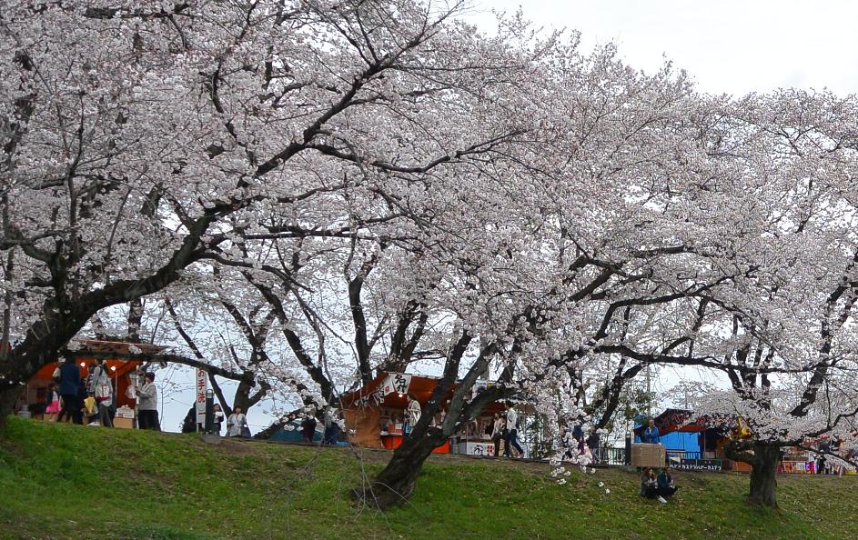 新境川のレポート写真4（レッツなシニア）