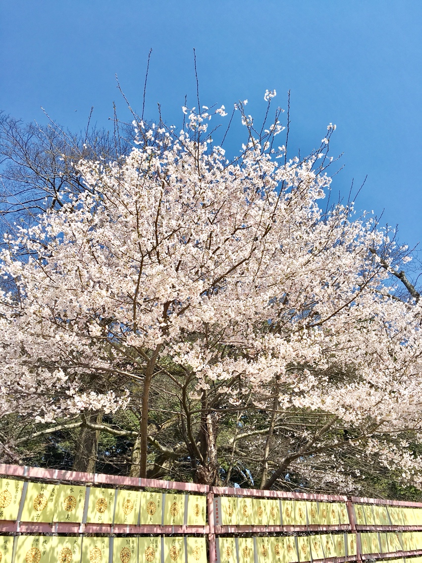 岐阜護國神社のレポート写真4（マロン）